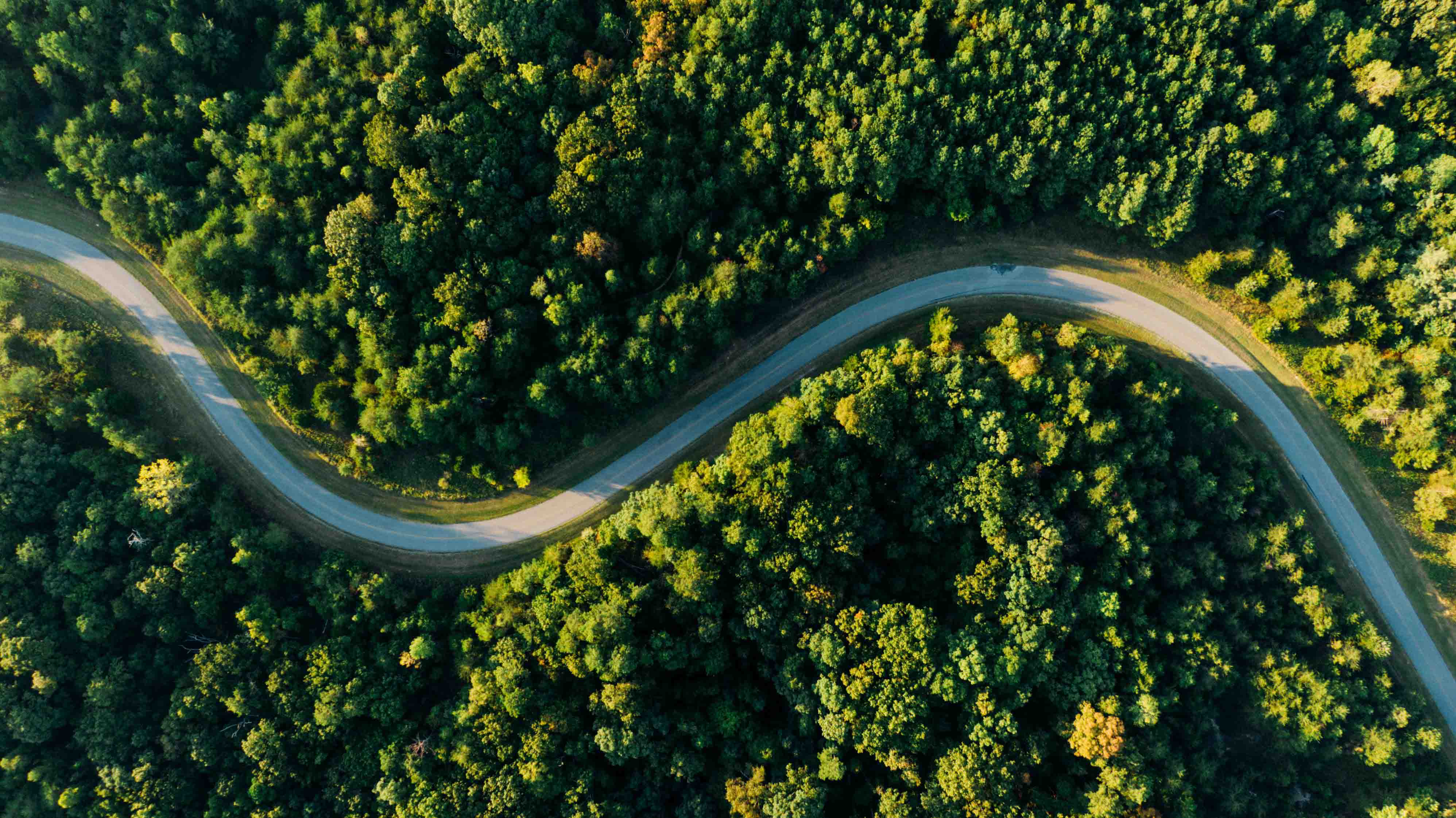 Image of path winding through a forrest